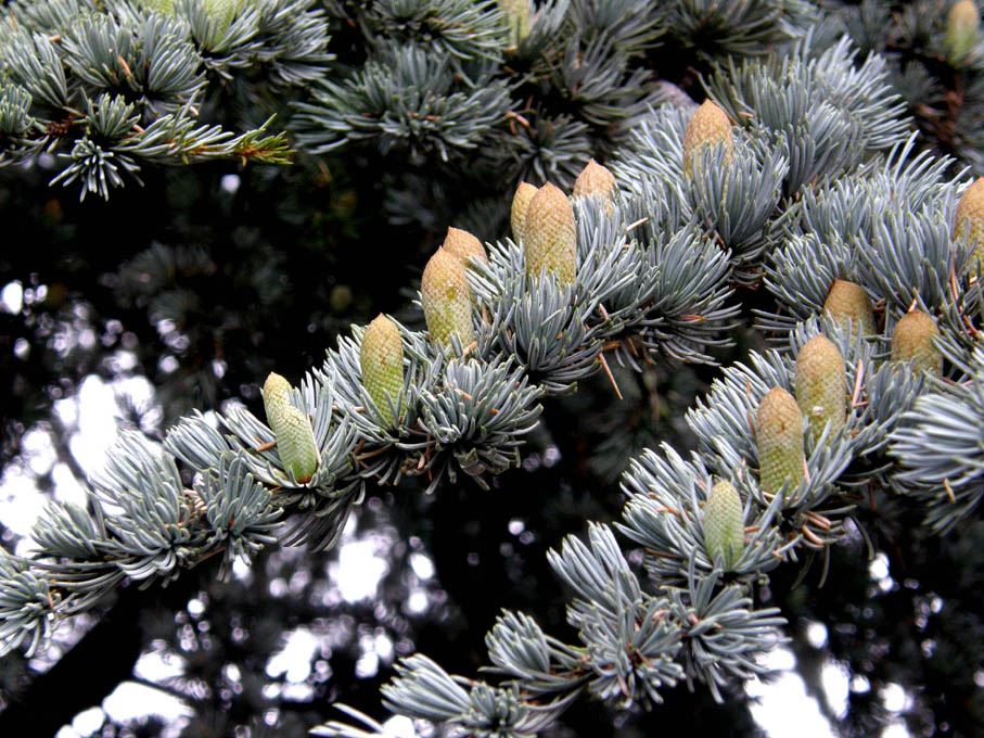 Strobili...rivolti verso l''alto - Cedrus atlantica